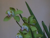 9olpgrEKR0i86QHXbRcRmQ : iPhoto Original